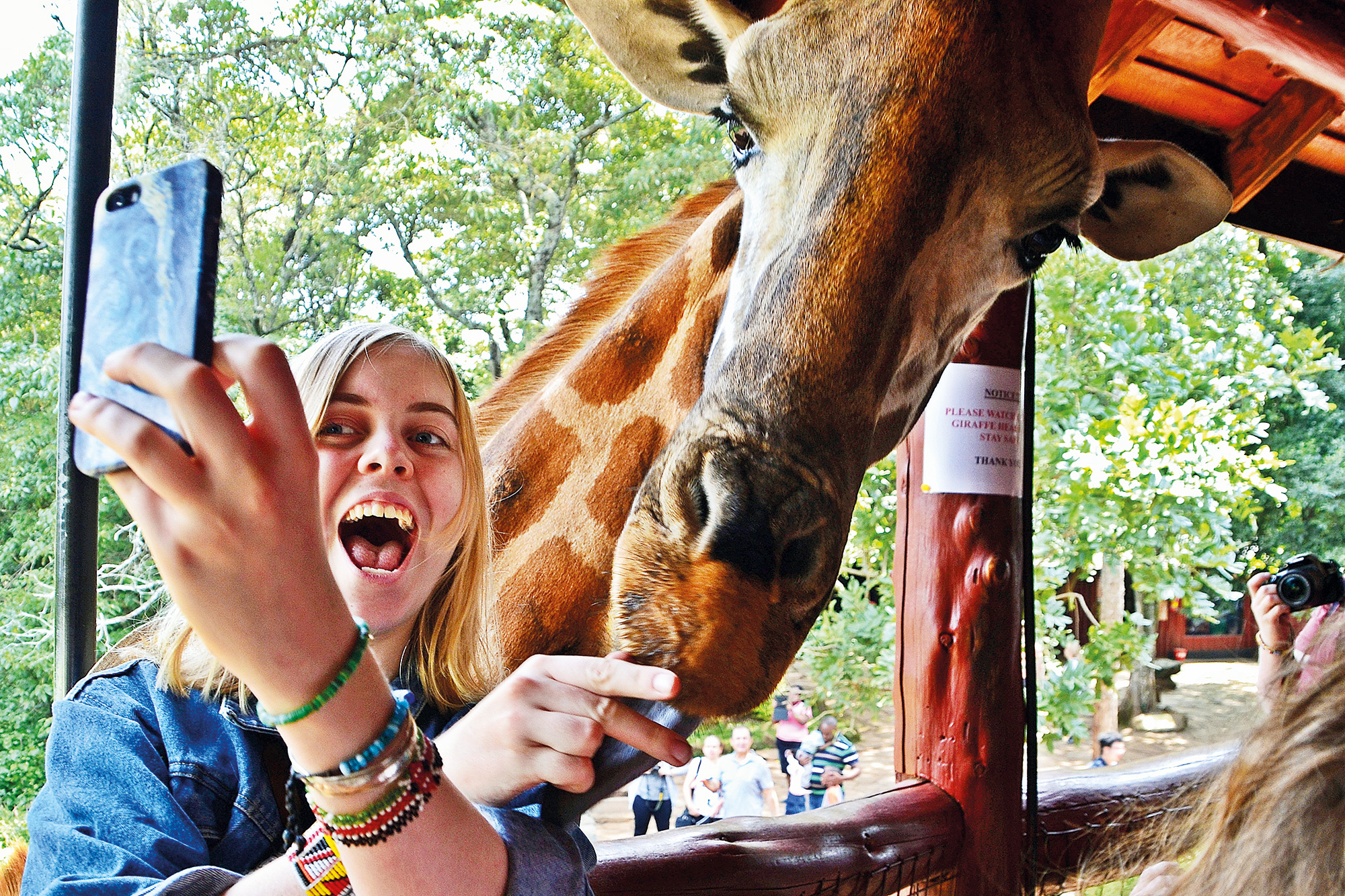 Højskoleelev tager selfie med giraf. Besøg på opdrætssted for den sjældne Rothschild giraf